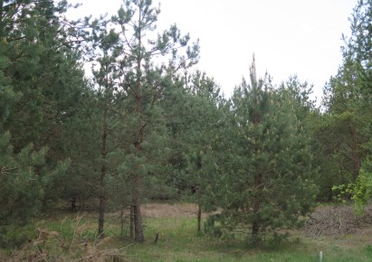 działka na sprzedaż - Wasilków (gw), Nowodworce