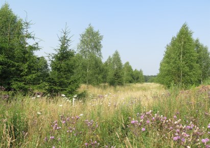 działka na sprzedaż - Zabłudów (gw), Kuriany
